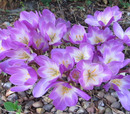 Colchicum speciosum 'Atrorubens'